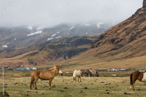 Icelandic Horse in paddock