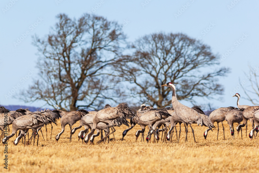 Fototapeta premium Flock of Cranes on a field