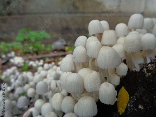 close up shoot seasonal white mushroom in rainy season