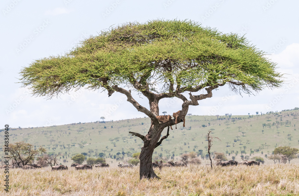 Lazy Lions in Tree in Serengeti National Park in Tanzania, Africa