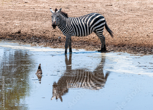 Safari in Africa