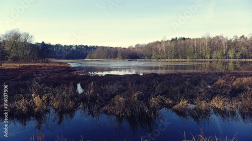   berflutete Wiesen am Waldrand