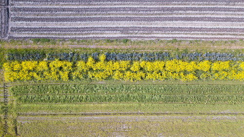 菜の花 上空から見た菜の花畑 field mustard 日本の春 久山_桜_26s_00710(DJI_0259_DNG_コピー1) photo