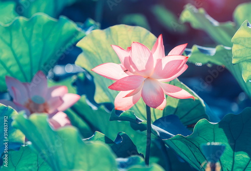 lotus flower blooming in summer pond with green leaves as background