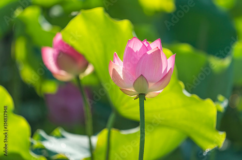 lotus flower blooming in summer pond with green leaves as background