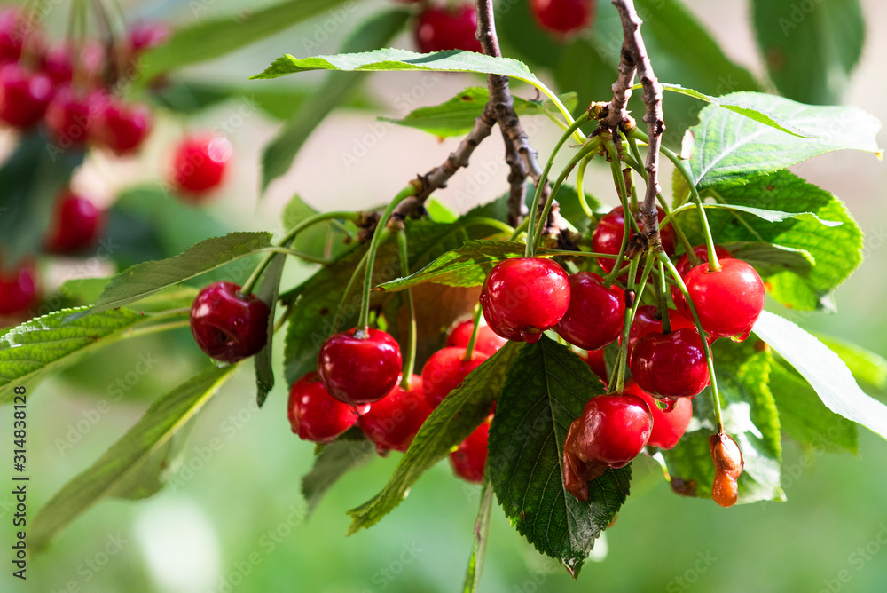 Bunch of ripe sour cherries hanging on a tree.