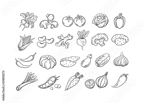 Sketch vegetable icon set vector illustration. Black line contour sketch vegetables, tomato and onion, potato and pepper doodle icon on white background for restaurant menu vintage design photo