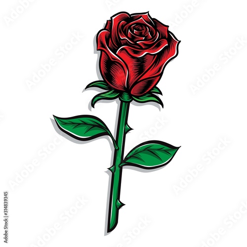 red rose stem vector illustration