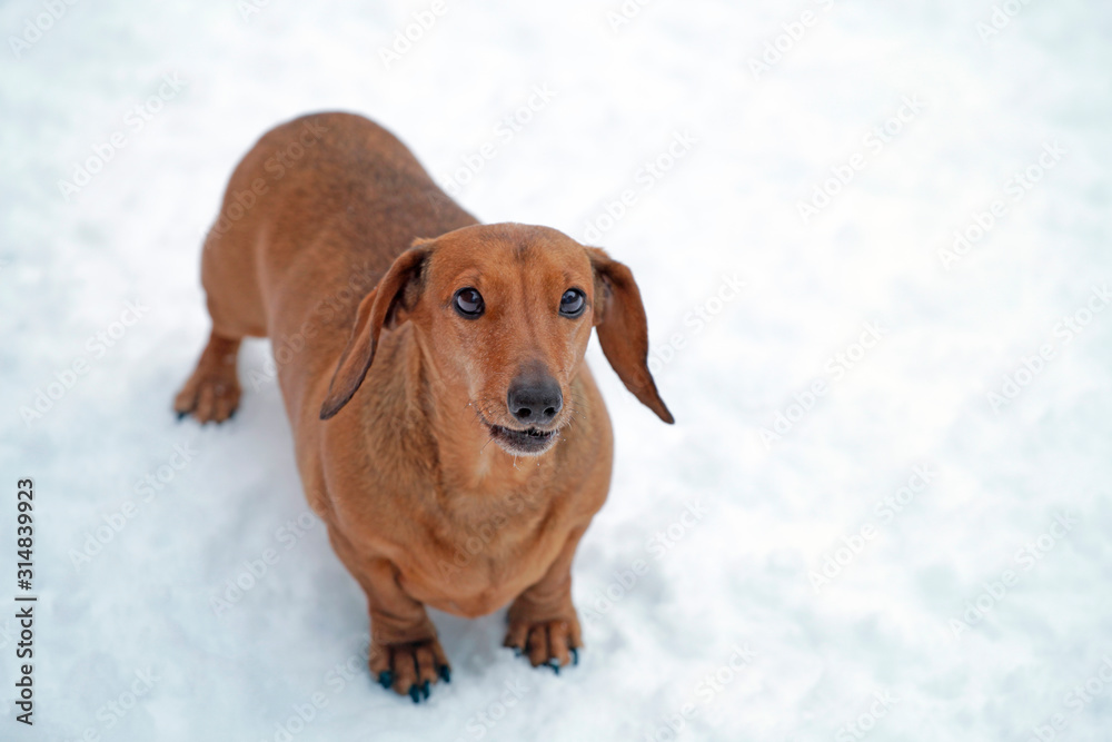 dog portrait snow road background 