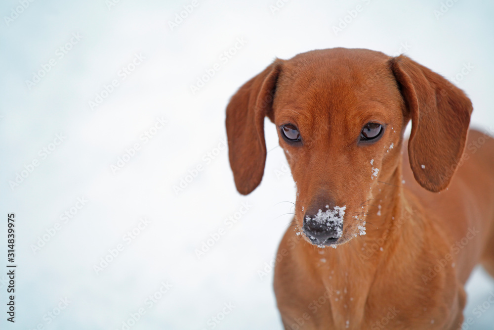 dog portrait snow road background 