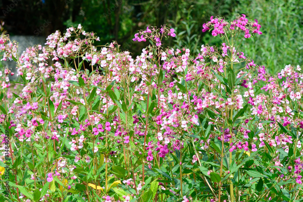 Drüsiges Springkraut (Impatiens glandulifera) Drüsiges Springkraut (Impatiens glandulifera)