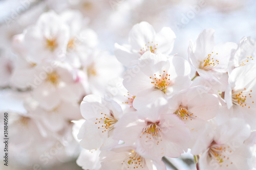 Cherry blossom  spring has come