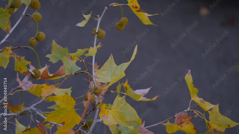 A shot from above of tiny barches and leaves of a plane tree over the street. A shot from above of tiny barches and leaves of a plane tree over the street.