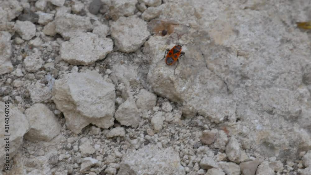 A shot of a tree mallow bug walking on rocks A shot of a tree mallow bug walking on rocks