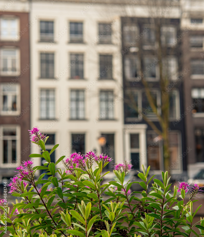 Flowers in front of a house in Amsterdam