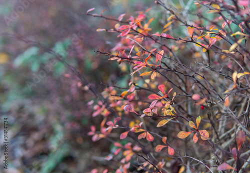 Red autumn leaves