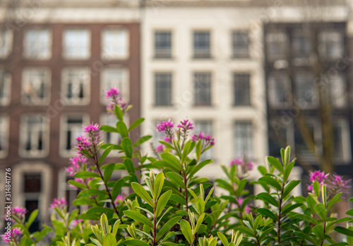 Flowers in front of an old house in Amsterdam
