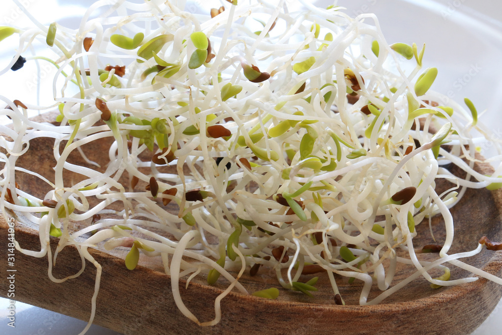 Photography of sprouted alfalfa seeds pattern for food background Photography of sprouted alfalfa seeds pattern for food background