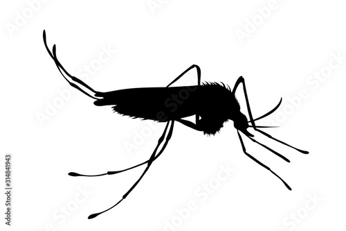 Vector silhouette of mosquito on white background. Symbol of insect who in annoy.