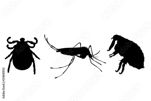 Vector silhouette of flea, thic and mosquito on a white background. Symbol of parasites like set together.