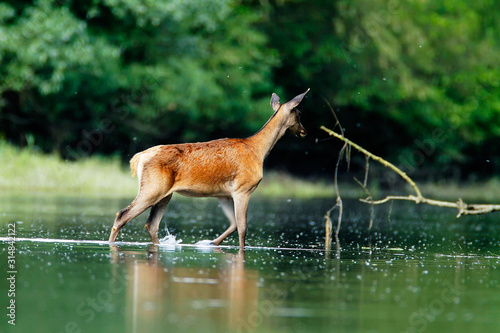 Fototapeta Naklejka Na Ścianę i Meble -  Deer wading in the sidebranch of the Drava River