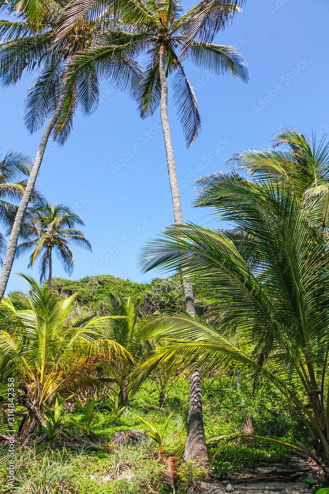 Tropical forest with palm trees in El Tayrona National Park, located in the Caribbean Region in Colombia. 34 km from the city of Santa Marta is one of the most important natural parks in Colombia Tropical forest with palm trees in El Tayrona National Park, located in the Caribbean Region in Colombia. 34 km from the city of Santa Marta is one of the most important natural parks in Colombia