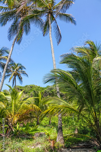 Tropical forest with palm trees in El Tayrona National Park, located in the Caribbean Region in Colombia. 34 km from the city of Santa Marta is one of the most important natural parks in Colombia