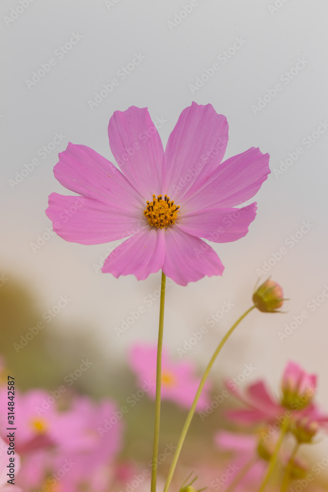 Close up Cosmos Flower with Blurred background Close up Cosmos Flower with Blurred background