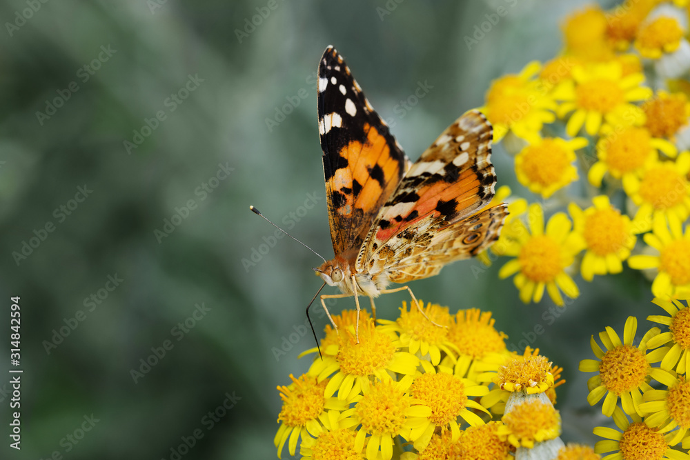 Obraz premium Bright beautiful butterfly in a thicket of yellow flowers