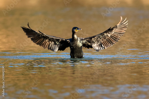 Cormorant drying the wings,the Drava River