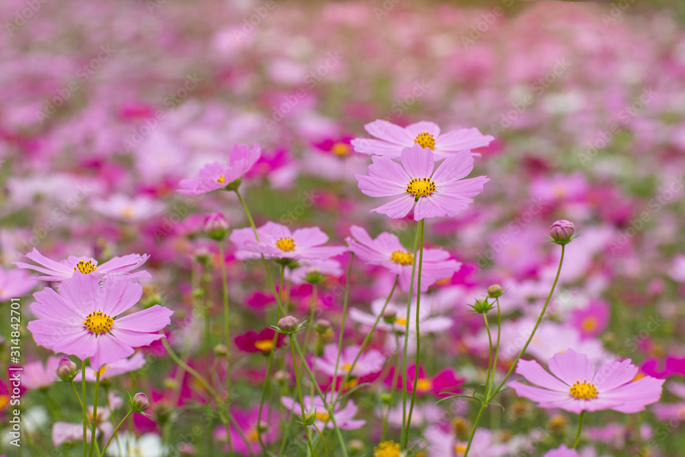 Beautiful flowers cosmos on softly blurred background Beautiful flowers cosmos on softly blurred background