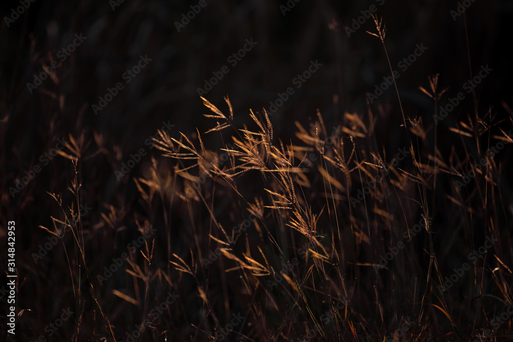 The grass flower hits the golden sun. The grass flower hits the golden sun.
