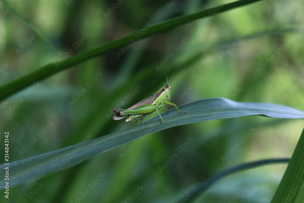 Green grasshopper on the leaves in the morning Green grasshopper on the leaves in the morning