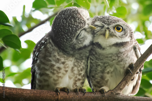 Spot owl  smelling each other on a branch