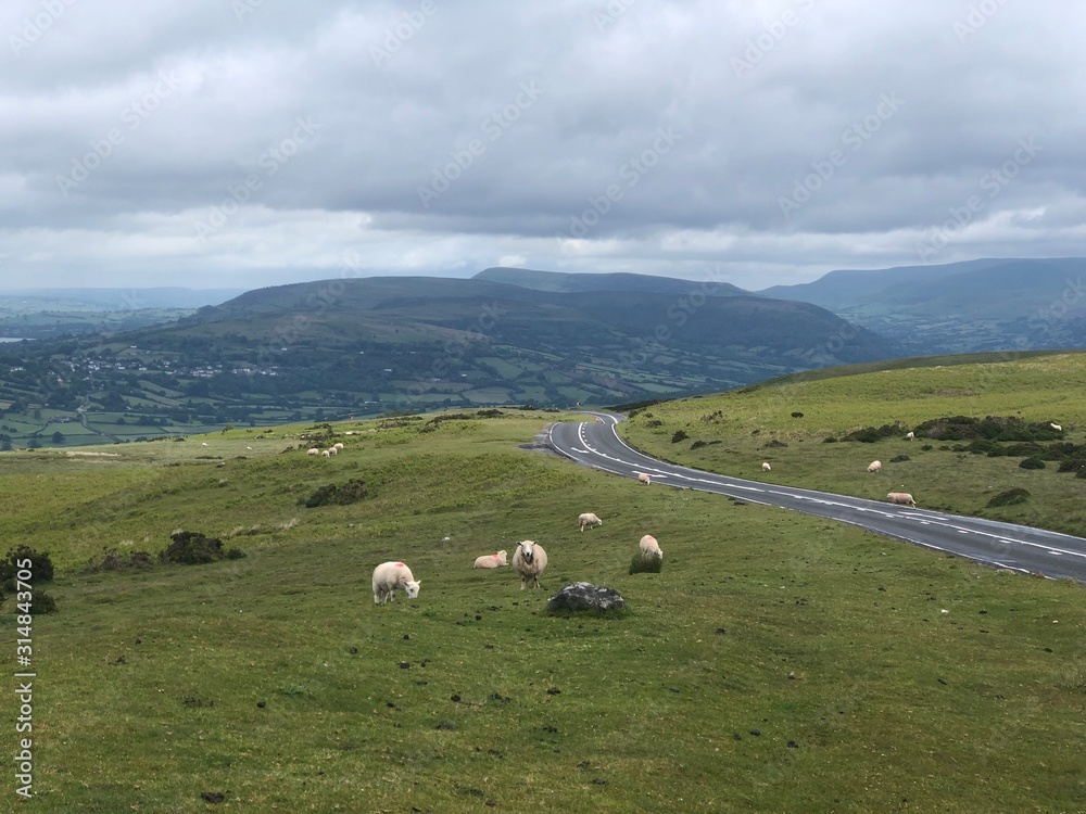 Obraz premium Sheep in hills of England and Wales in the summertime.UK