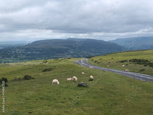 Sheep in hills of England and Wales in the summertime.UK