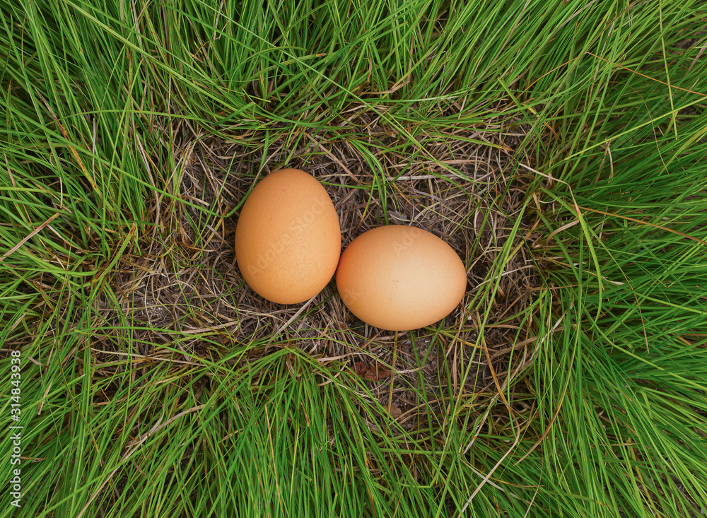 eggs in nest eggs in nest