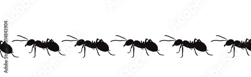Vector silhouette of ant on white background. Symbol of insect walk line. © majivecka