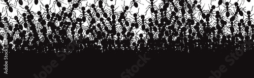 Vector silhouette of ant on white background. Symbol of insect in group.