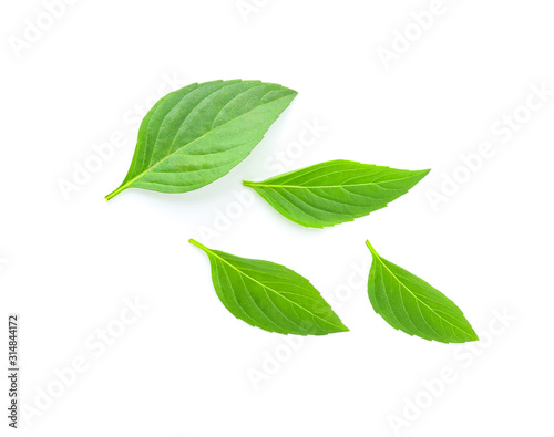 Tree leaves isolated on white background