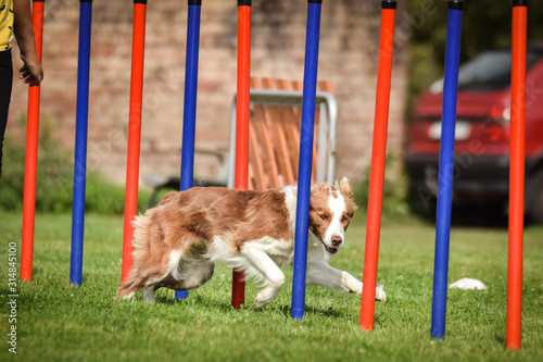 Redmerle border collie is running on czech agility competition slalom. Prague agility competition in dog park photo