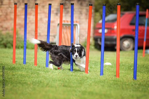 Dog, border collie in agility. Amazing evening, Hurdle having private agility training for a sports competition
