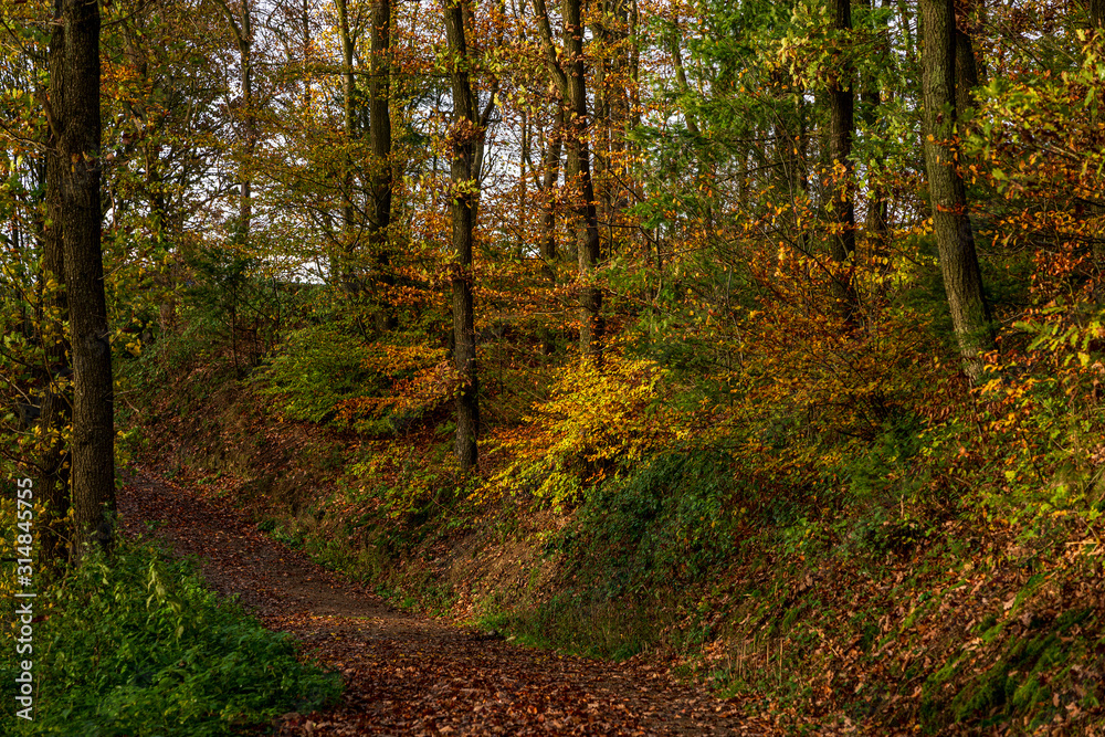 Natural forest in autumn, Eifel National Park. Natural forest in autumn, Eifel National Park.