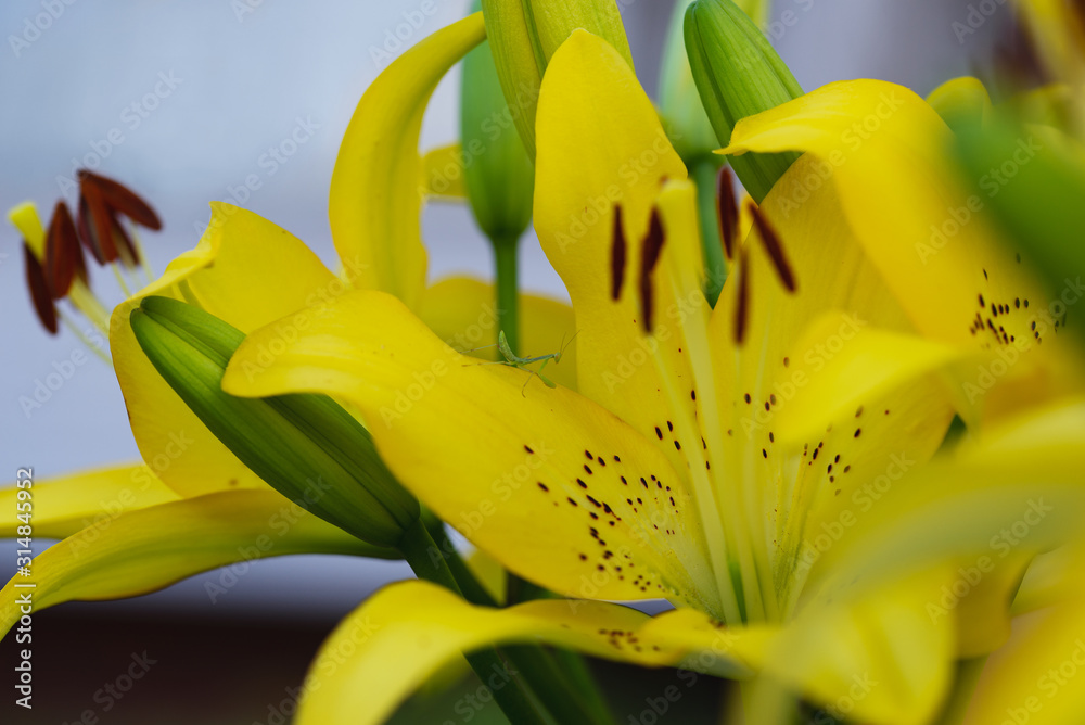 Obraz premium The world of insects and flowers in gentle colors