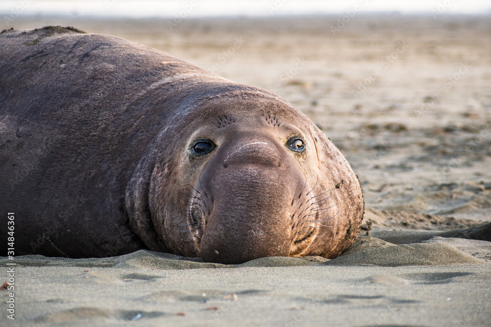 Obraz premium Close up of male elephant seal, Drakes Beach, Point Reyes National Seashore, California