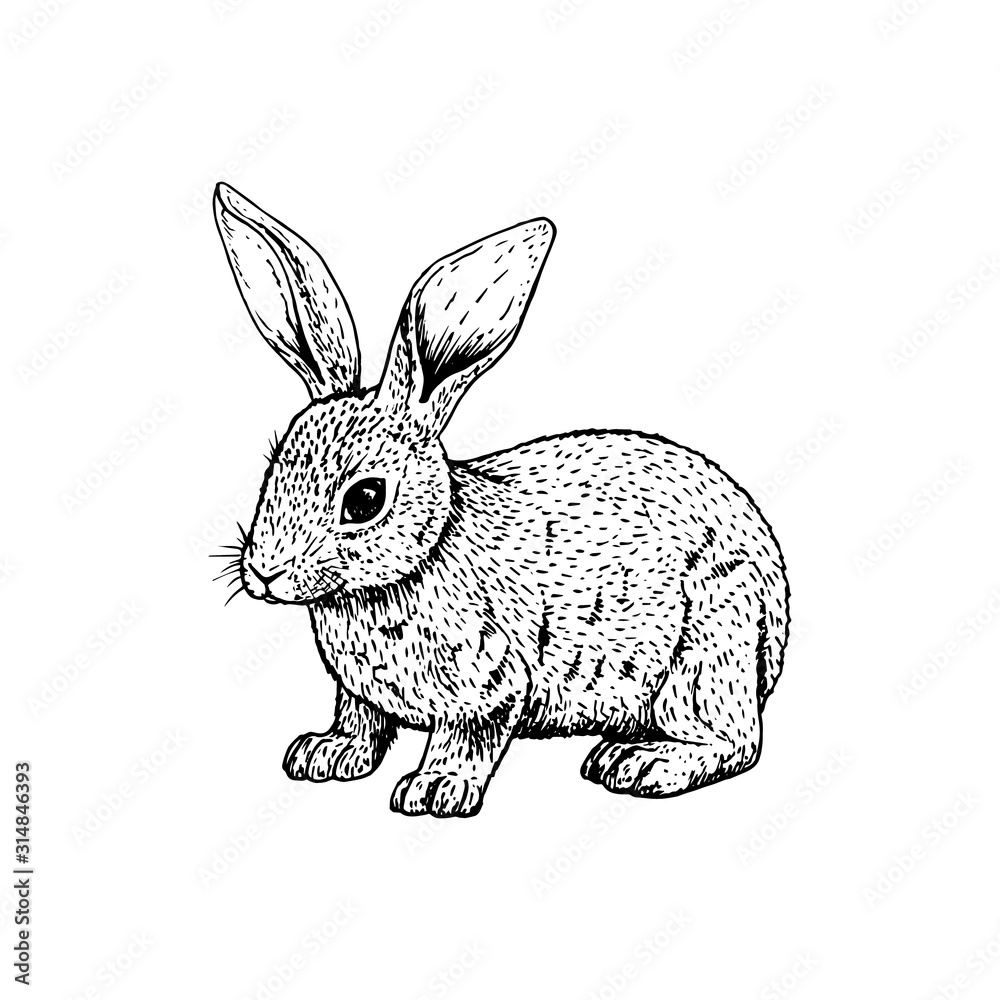 Hand drawn rabbit. Vector black white sketch. Stock Vector | Adobe Stock
