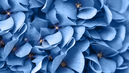 Close up of blue flax flowers bunch