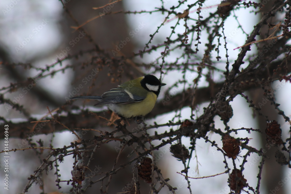 Naklejka premium great tit on branch