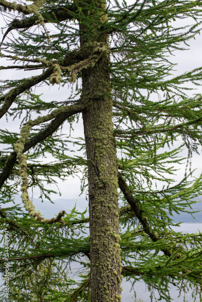Fototapeta premium Tronco di pino con muschio nella foresta