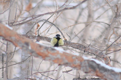 Wallpaper Mural great tit on branch Torontodigital.ca
